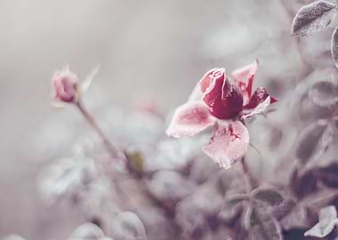Frozen pink rose, macro