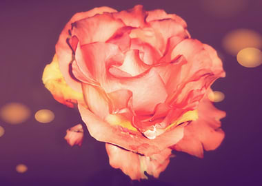 Coral golden bokeh rose