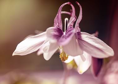 Pink flowers, macro,meadow