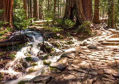 A Walk Through the Woods