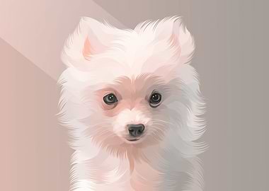 Japanese Spitz