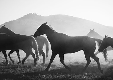 Wild Horses