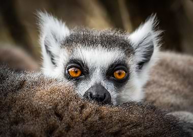 Lemur