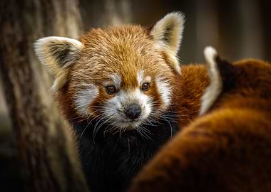 Eyes of the Red Panda