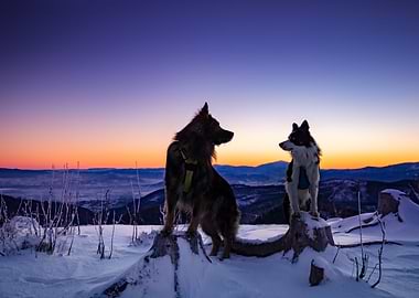 Purebred dogs in winter