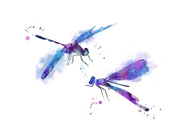 Dragonfly