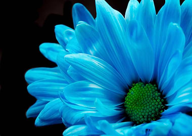 Blue Daisy Photo