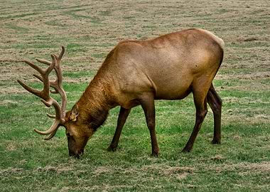Elk Feeds