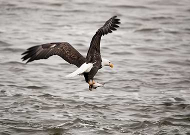 Bald eagle catching a fish