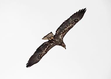 Juvenile bald eagle flying