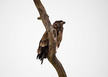 Juvenile bald eagle