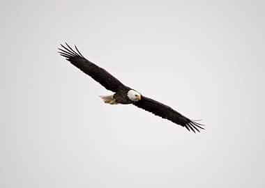 Bald eagle soaring