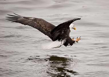 Bald eagle with talons out