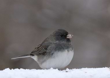 Darkeyed Junco