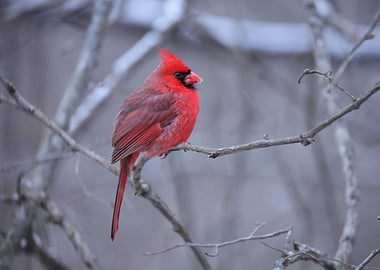Cardinal