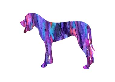 Great dane