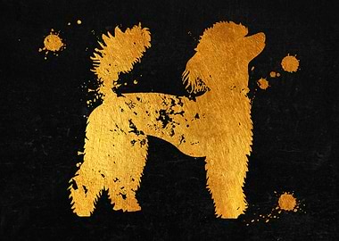 Poodle dog