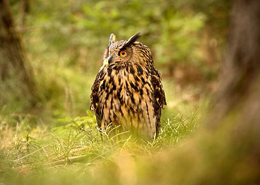 Eagle owl