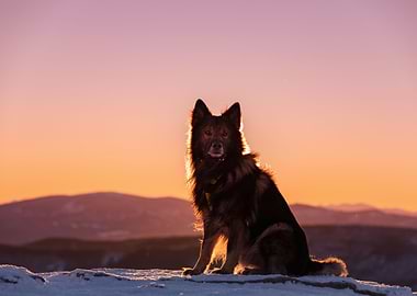 German Shepherd in winter