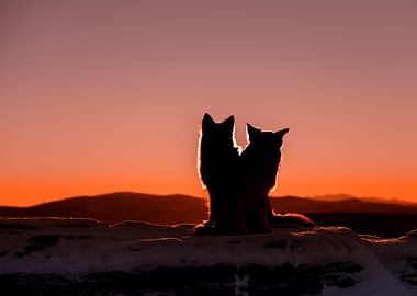 Purebred dogs in winter