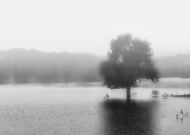 Tree in the lake with fog