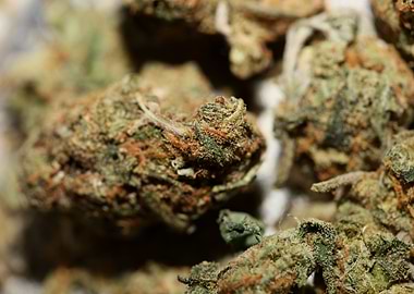 Cannabis sativa lemon haze