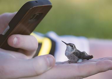 holding hummingbird