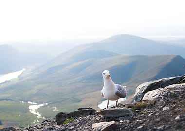 Stoker does not quit