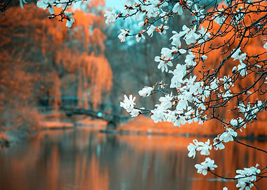 Spring park, trees, flower