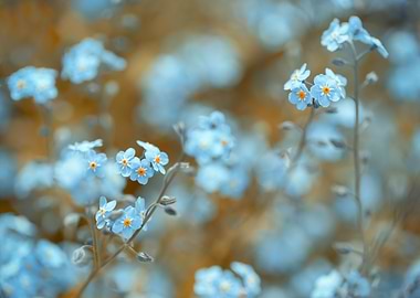 Blue forget-me-nots