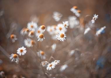 Wild summer chamomile
