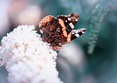Summer butterfly in meadow