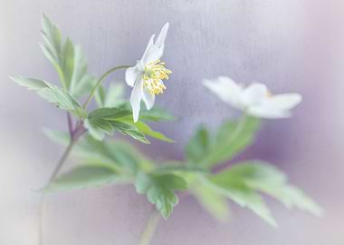 Spring white flower macro