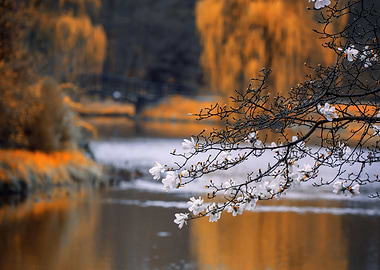 Spring park, trees, flower
