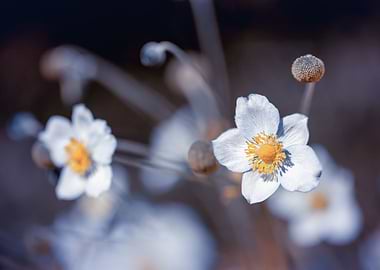 White anemones, macro