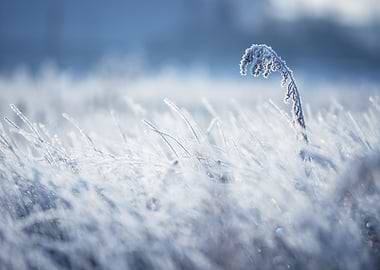 Frosted winter meadow