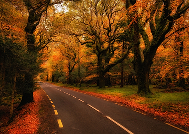 Autumn road