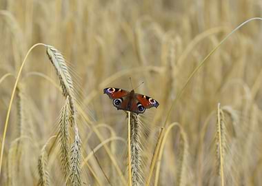 Butterfly on the field