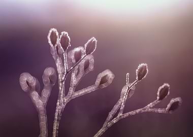 Winter dry flowers, macro