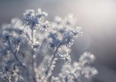 Winter flowers, macro