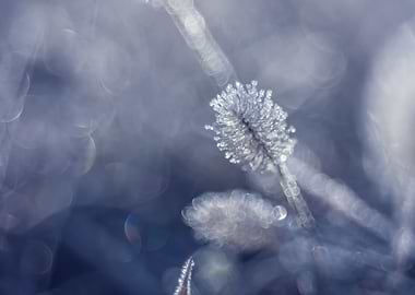 Winter meadow, macro