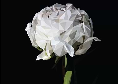 white rose flower