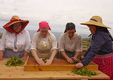 Porto Formoso tea gardens