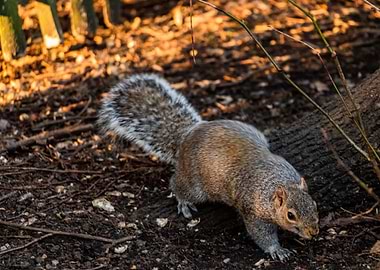 Squirrel in the park