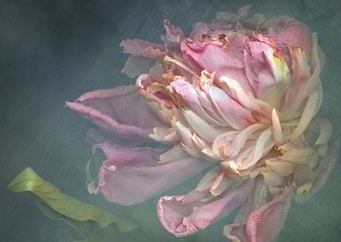 Peony in ice