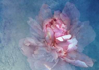 Peony in ice