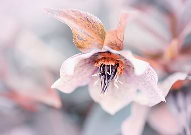 Beautiful pink flowers