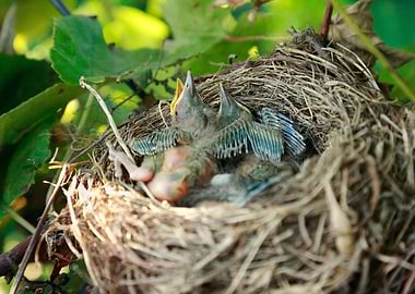 Azores blackbird nest