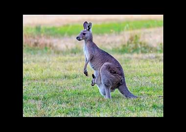 Kangaroo