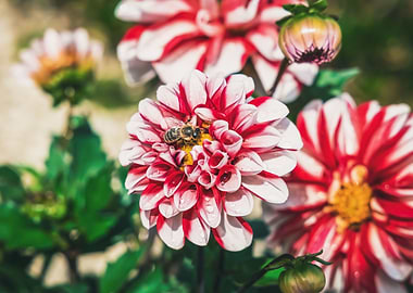 Garden of Schloss Mirabell